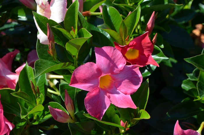 'Rio™ Pink' - Dipladenia from Milmont Greenhouses