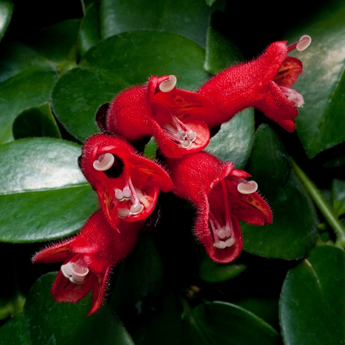 Aeschynanthus lobbianus (Lipstick Plant) Lipstick Plant Milmont