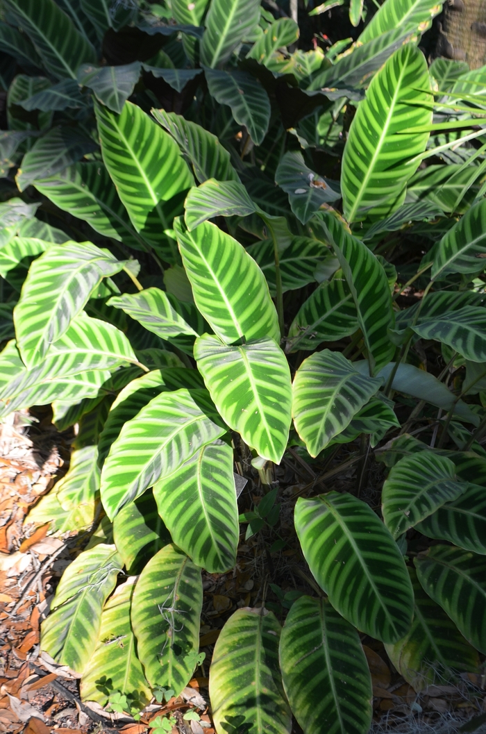 Zebra Plant - Calathea zebrina from Milmont Greenhouses