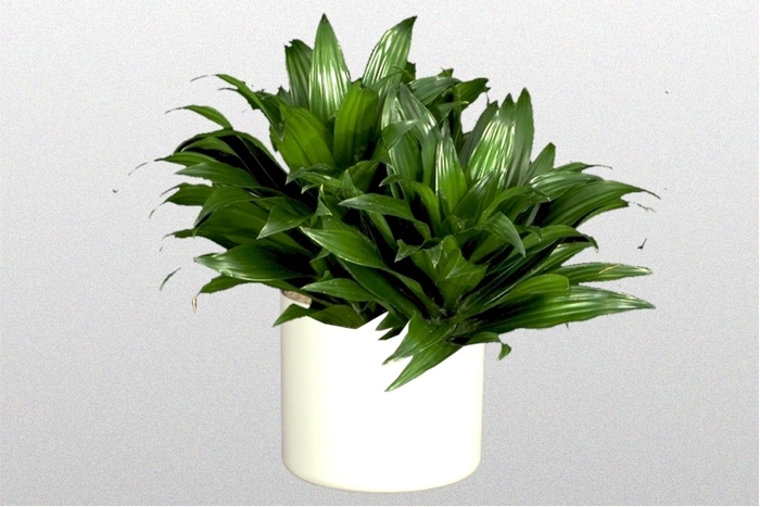 'Green Jewel' Corn Plant - Dracaena deremensis from Milmont Greenhouses 'Green Jewel' Corn Plant - Dracaena deremensis from Milmont Greenhouses