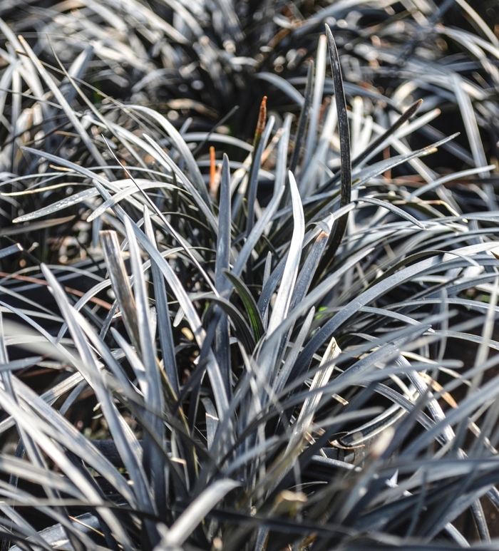 'Nigrescens' Black Mondo Grass - Ophiopogon planiscapus from Milmont Greenhouses