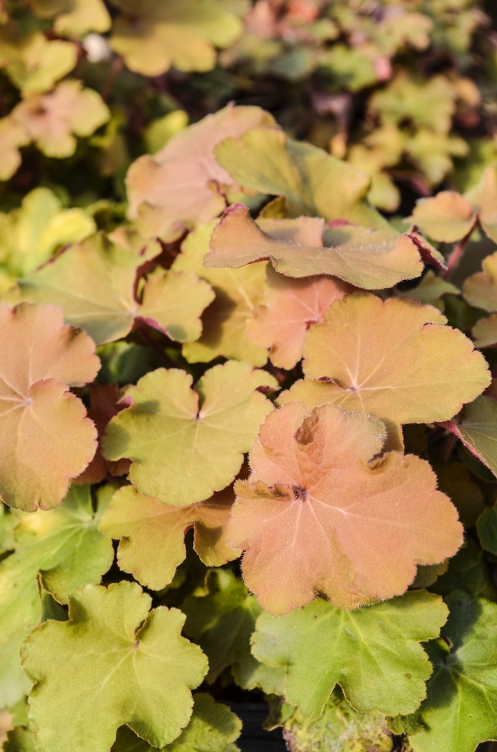 Caramel Coral Bells - Heuchera 'Caramel' (Coral Bells) from Milmont Greenhouses Caramel Coral Bells - Heuchera 'Caramel' (Coral Bells) from Milmont Greenhouses