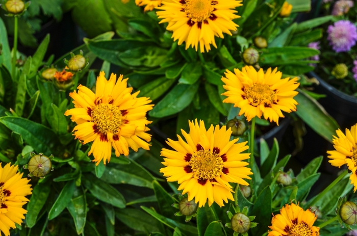 'Sunfire' - Coreopsis grandiflora (Tickseed) from Milmont Greenhouses