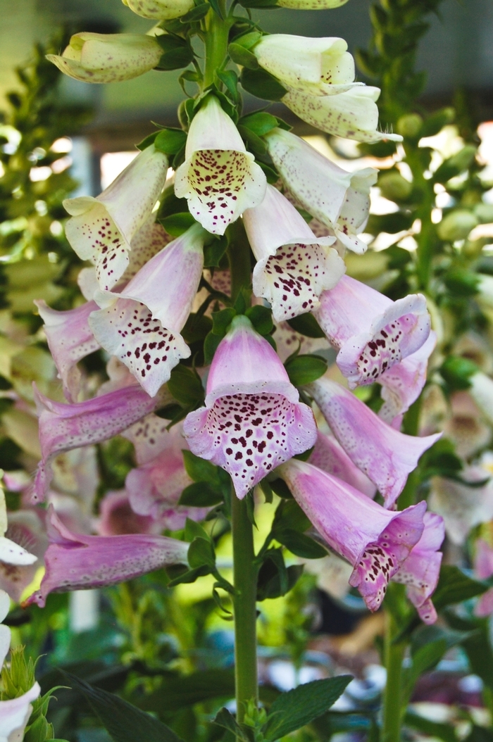 Camelot&trade; 'Lavender' - Digitalis purpurea (Foxglove) from Milmont Greenhouses
