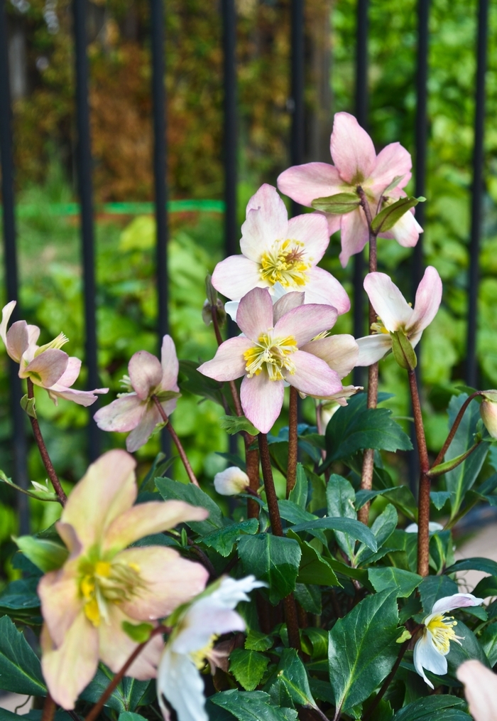 HGC® Jacob - Helleborus 'Jacob' PP17799 (Lenten Rose) from Milmont Greenhouses