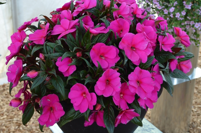 'Magnum Blue' New Guinea Impatiens - Impatiens from Milmont Greenhouses