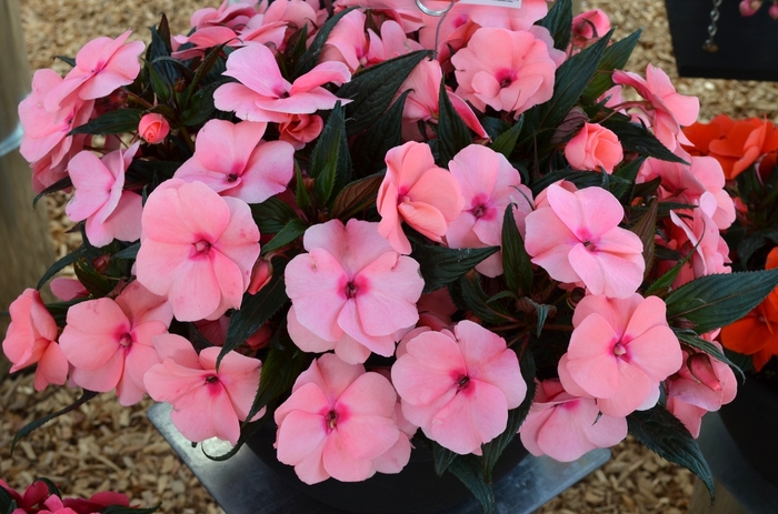 'Magnum Pink' New Guinea Impatiens - Impatiens from Milmont Greenhouses
