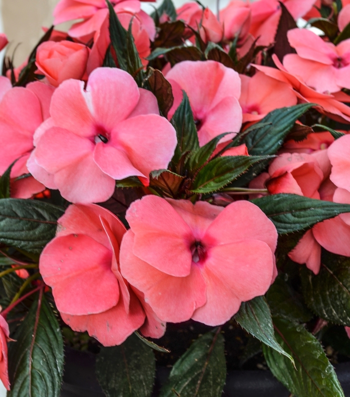 'Magnum Salmon' New Guinea Impatiens - Impatiens from Milmont Greenhouses