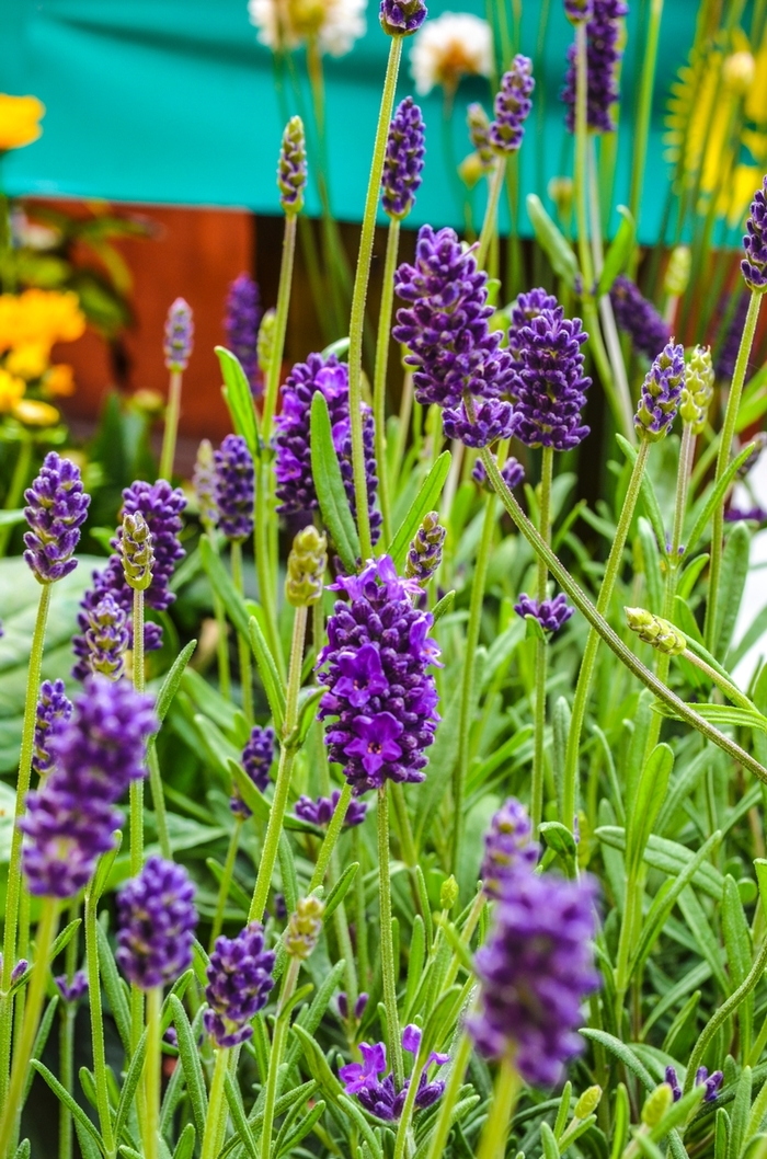 'Lavance Deep Purple' English Lavender - Lavandula angustifolia from Milmont Greenhouses