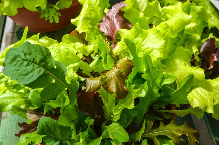 'City Garden Lettuce Mix' City Garden Lettuce Mix - Lactuca sativa from Milmont Greenhouses 'City Garden Lettuce Mix' City Garden Lettuce Mix - Lactuca sativa from Milmont Greenhouses