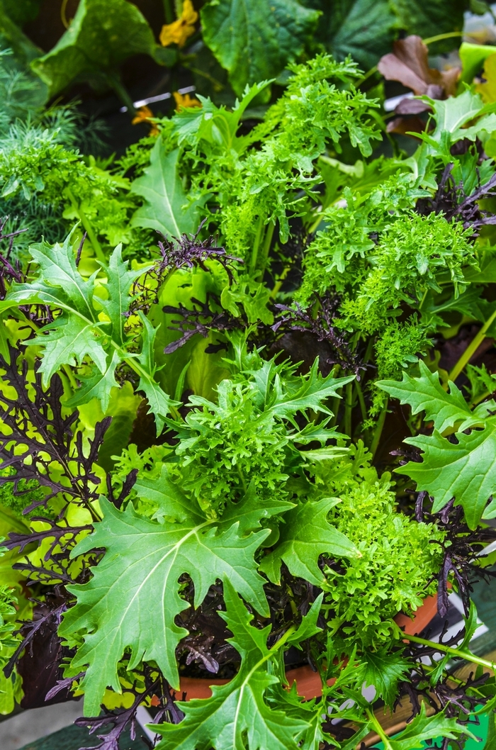 'Global Gourmet Mix' Global Gourmet Salad Mix - Lactuca sativa from Milmont Greenhouses
