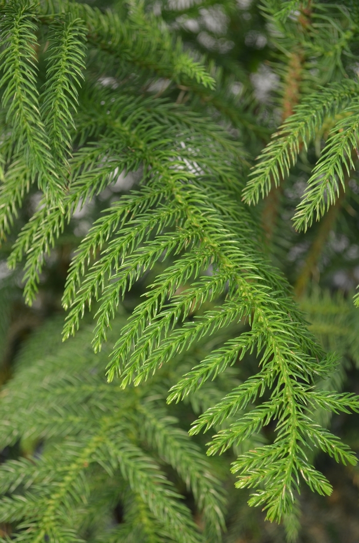 Norfolk Island Pine - Araucaria heterophylla from Milmont Greenhouses