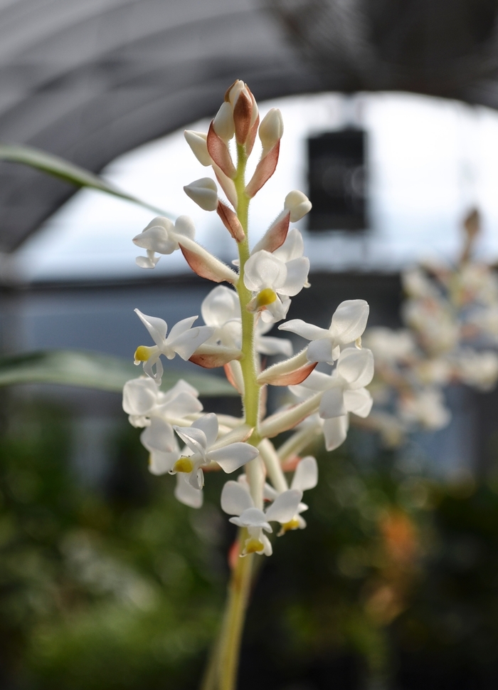 Jewel Orchid - Ludisia discolor from Milmont Greenhouses