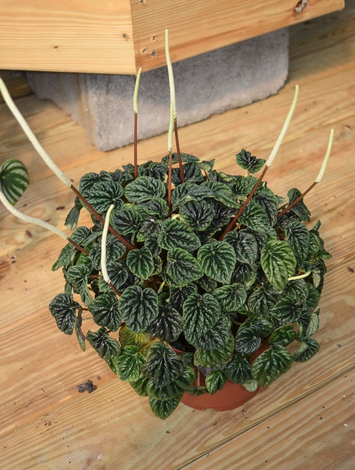 Radiator Plant - Peperomia caperata (Radiator Plant) from Milmont Greenhouses