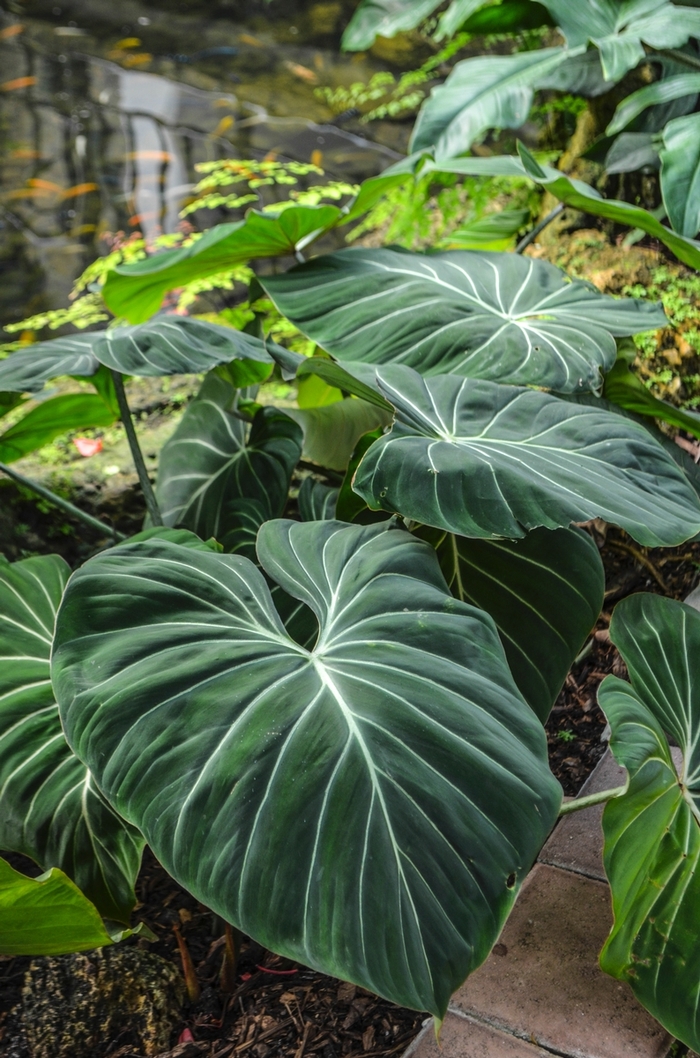 Velvet Leaf Philodendron - Philodendron gloriosum from Milmont Greenhouses