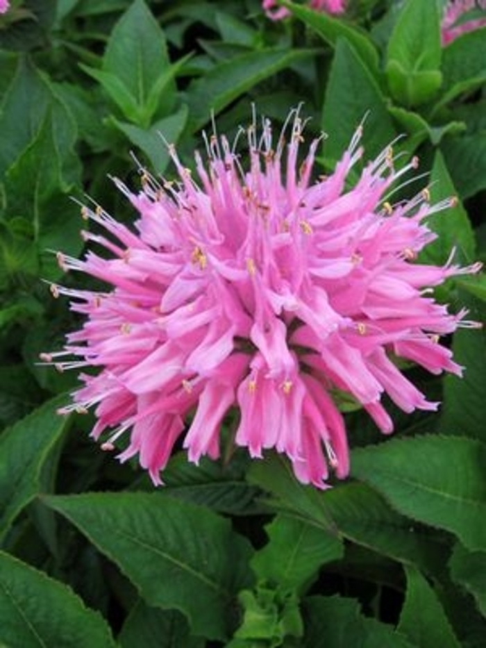 Grand Mum™ Bee Balm - Monarda didyma PP22136 from Milmont Greenhouses