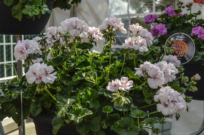 Ivy Geranium - Pelargonium peltatum from Milmont Greenhouses