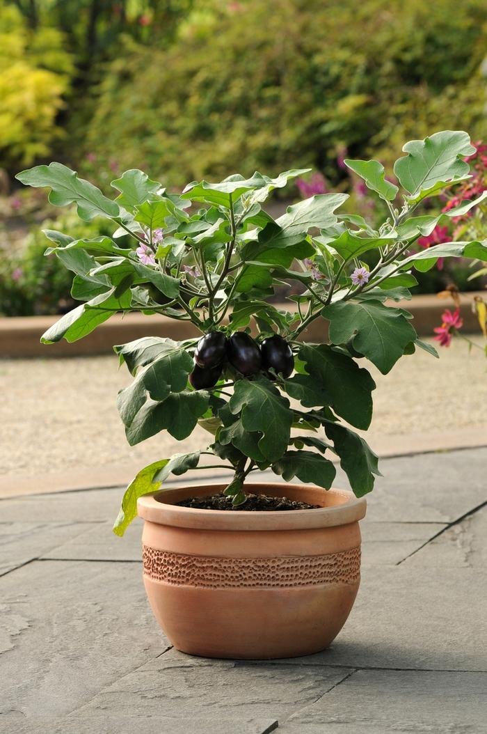 'Patio Baby' Eggplant - Solanum melongena from Milmont Greenhouses