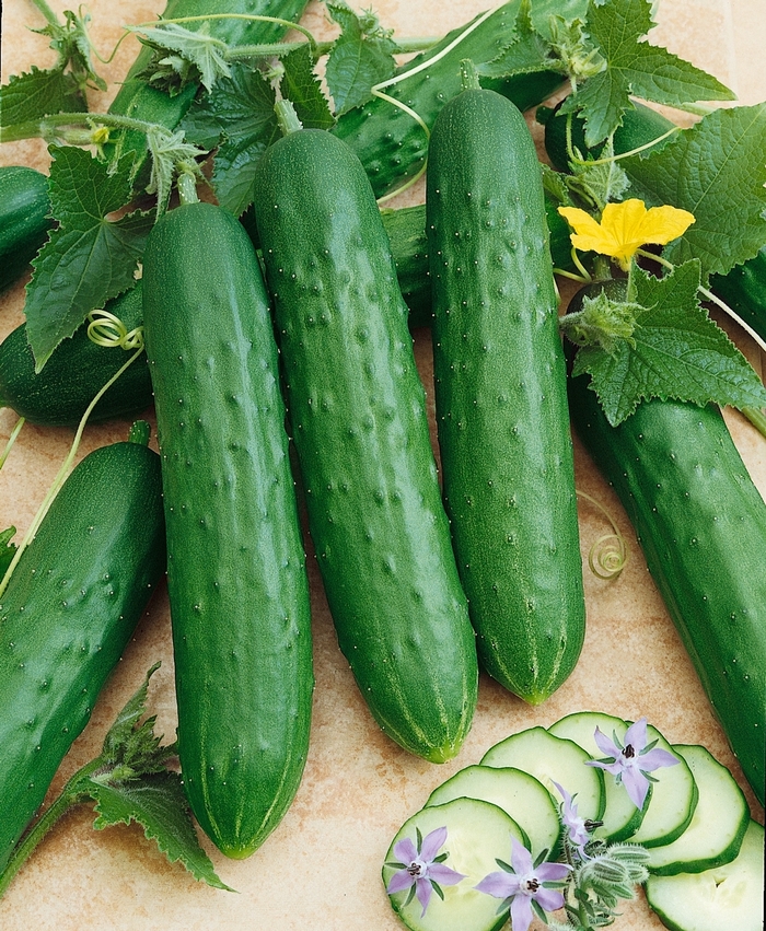 'Saladmore Bush' Cucumber - Cucumis sativus from Milmont Greenhouses 'Saladmore Bush' Cucumber - Cucumis sativus from Milmont Greenhouses