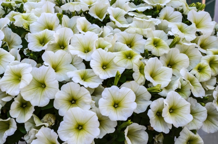'Potunia Popcorn' - Petunia from Milmont Greenhouses