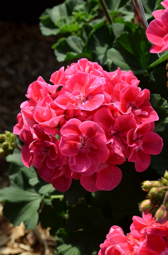 'Savannah Hot Pink Sizzle' Zonal Geranium - Pelargonium x hortorum from Milmont Greenhouses 'Savannah Hot Pink Sizzle' Zonal Geranium - Pelargonium x hortorum from Milmont Greenhouses