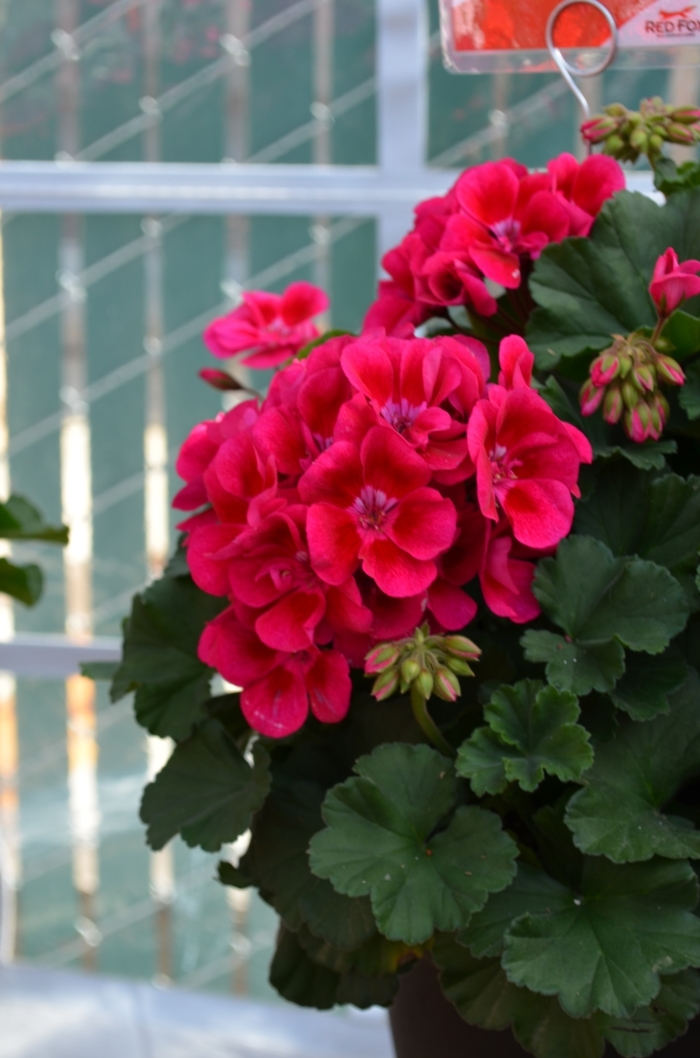 'Savannah Merlot Sizzle' Zonal Geranium - Pelargonium x hortorum from Milmont Greenhouses