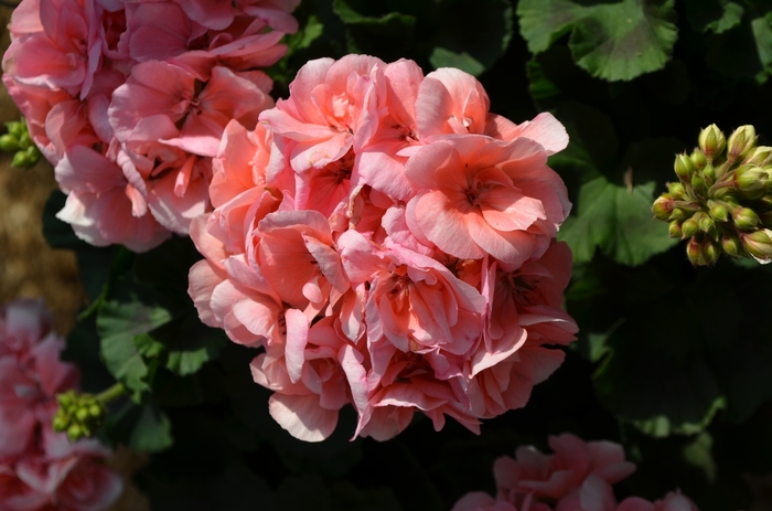 'Savannah Light Salmon' Zonal Geranium - Pelargonium x hortorum from Milmont Greenhouses