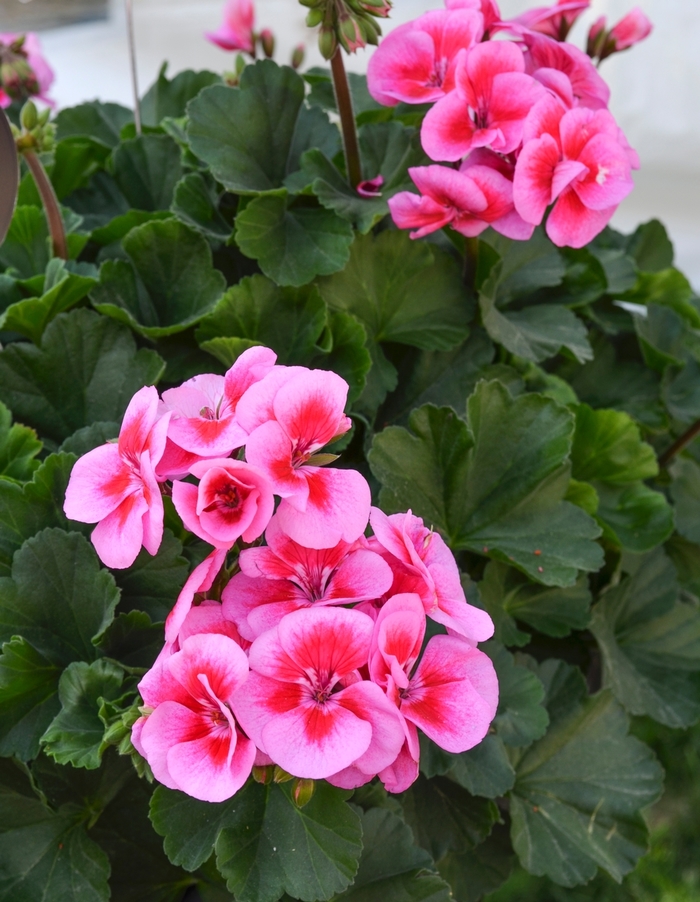'Sarita Lilac Splash' Interspecific Geranium - Pelargonium from Milmont Greenhouses