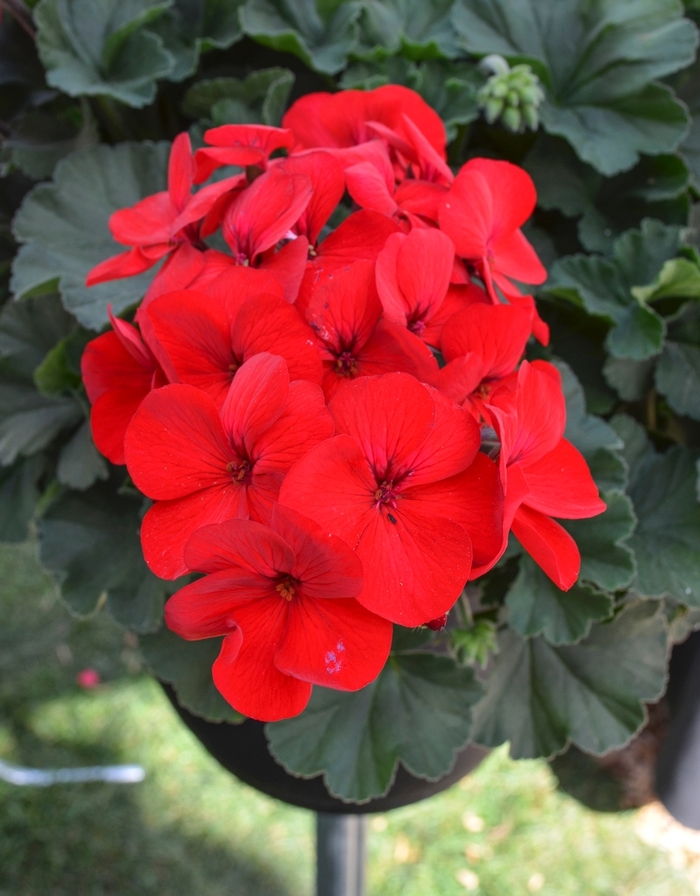 'Sarita Dark Red' Interspecific Geranium - Pelargonium from Milmont Greenhouses
