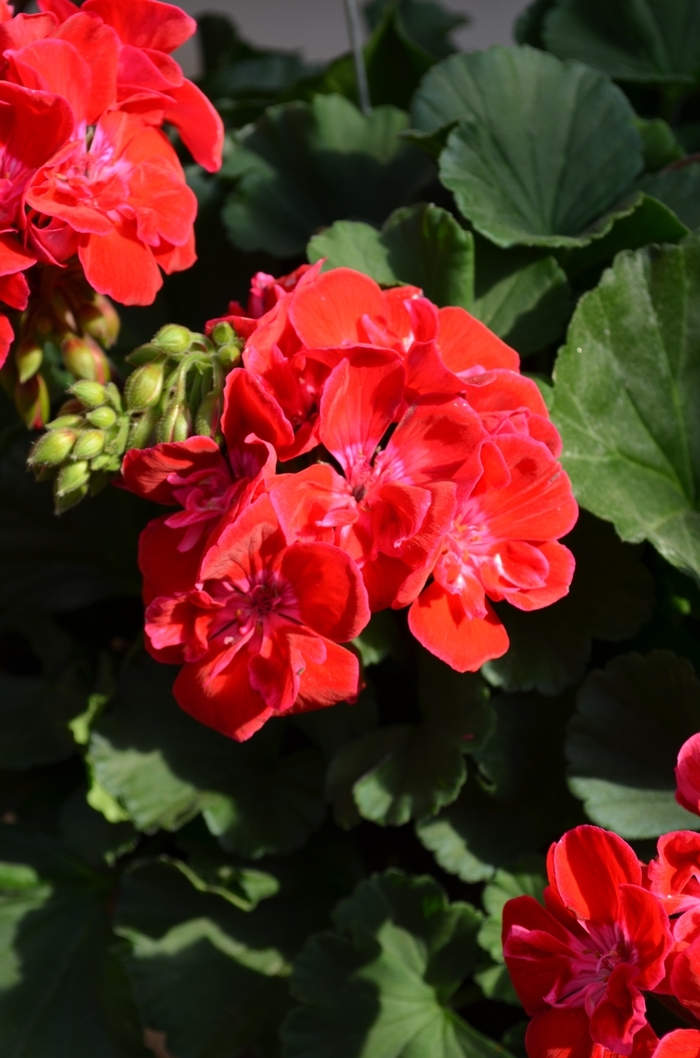 'Savannah Ruby Sizzle' Zonal Geranium - Pelargonium x hortorum from Milmont Greenhouses