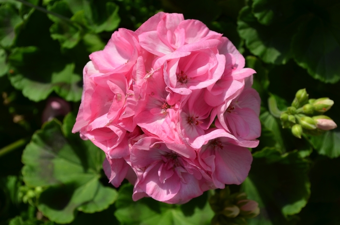 'Survivor Baby Face' Zonal Geranium - Pelargonium x hortorum from Milmont Greenhouses 'Survivor Baby Face' Zonal Geranium - Pelargonium x hortorum from Milmont Greenhouses