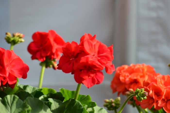 'Survivor Cherry Red' Zonal Geranium - Pelargonium x hortorum from Milmont Greenhouses 'Survivor Cherry Red' Zonal Geranium - Pelargonium x hortorum from Milmont Greenhouses