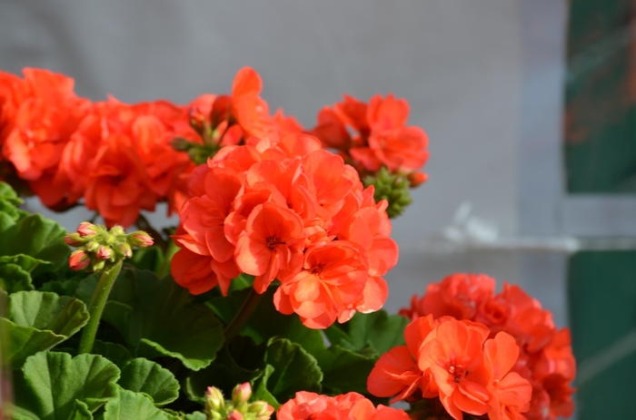 'Survivor Coral' Zonal Geranium - Pelargonium x hortorum from Milmont Greenhouses