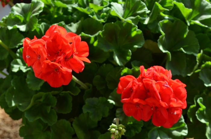 'Survivor Dark Red' Zonal Geranium - Pelargonium x hortorum from Milmont Greenhouses 'Survivor Dark Red' Zonal Geranium - Pelargonium x hortorum from Milmont Greenhouses