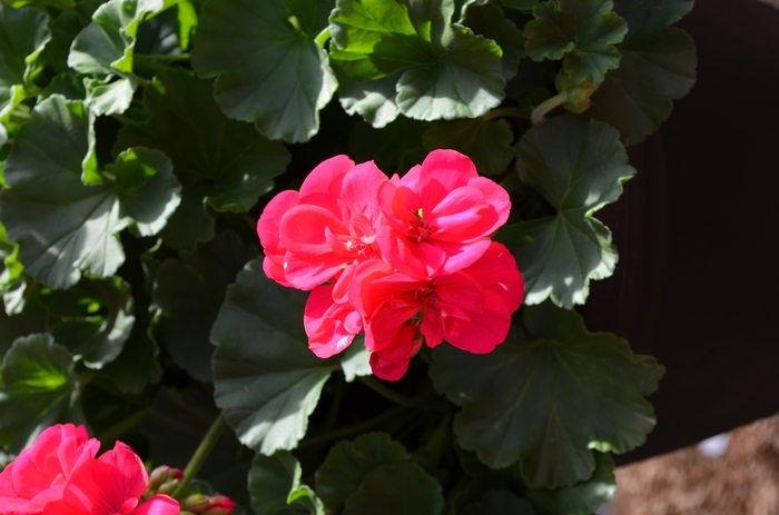 'Survivor Fuschia' Zonal Geranium - Pelargonium x hortorum from Milmont Greenhouses 'Survivor Fuschia' Zonal Geranium - Pelargonium x hortorum from Milmont Greenhouses