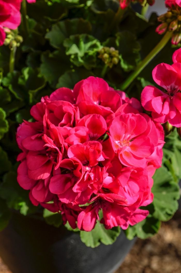 'Survivor Hot Pink' Zonal Geranium - Pelargonium x hortorum from Milmont Greenhouses 'Survivor Hot Pink' Zonal Geranium - Pelargonium x hortorum from Milmont Greenhouses