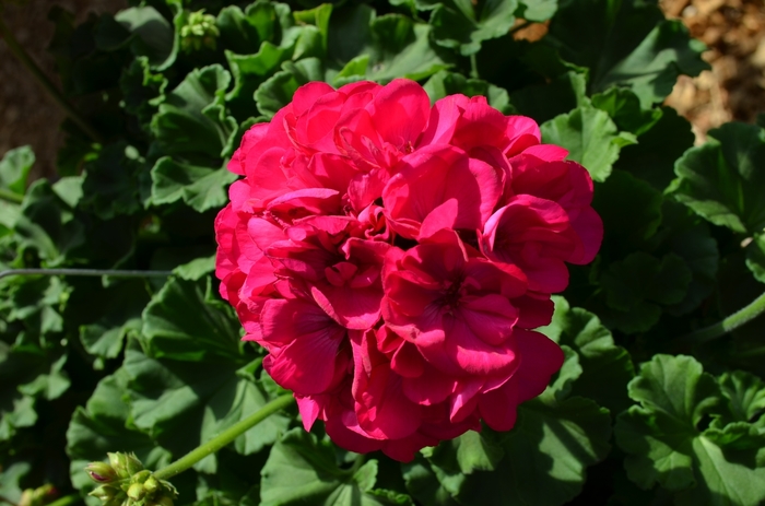 'Survivor Blue' Zonal Geranium - Pelargonium x hortorum from Milmont Greenhouses