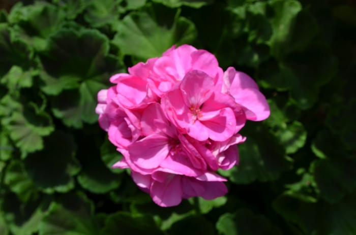 'Survivor Indigo Sky' Zonal Geranium - Pelargonium x hortorum from Milmont Greenhouses 'Survivor Indigo Sky' Zonal Geranium - Pelargonium x hortorum from Milmont Greenhouses