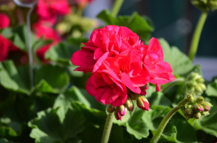 'Survivor Neon Violet' Zonal Geranium - Pelargonium x hortorum from Milmont Greenhouses