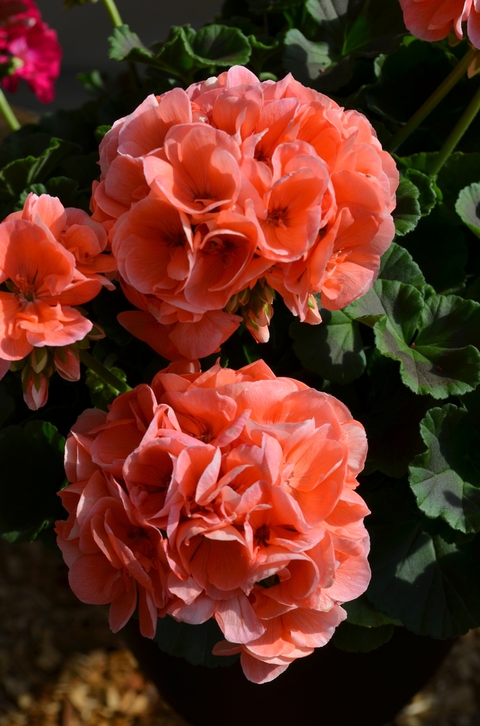 'Survivor Salmon Sensation' Zonal Geranium - Pelargonium x hortorum from Milmont Greenhouses