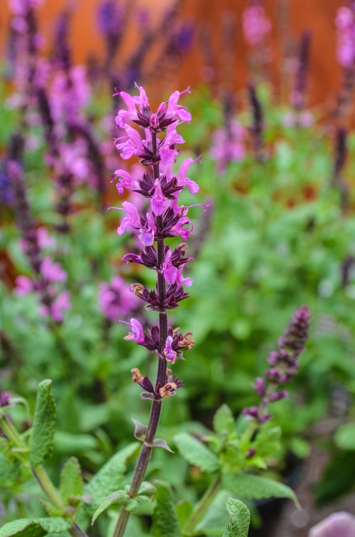 Lyrical&trade; 'Rose' - Salvia nemorosa (Meadow Sage) from Milmont Greenhouses