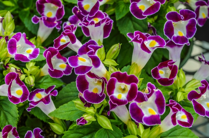 'Kauai Burgundy' Wishbone Flower - Torenia fournieri from Milmont Greenhouses