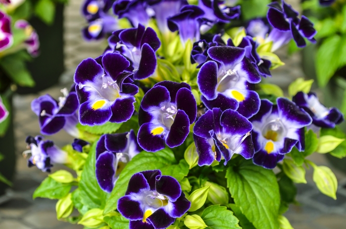 'Kauai Deep Blue' Wishbone Flower - Torenia fournieri from Milmont Greenhouses
