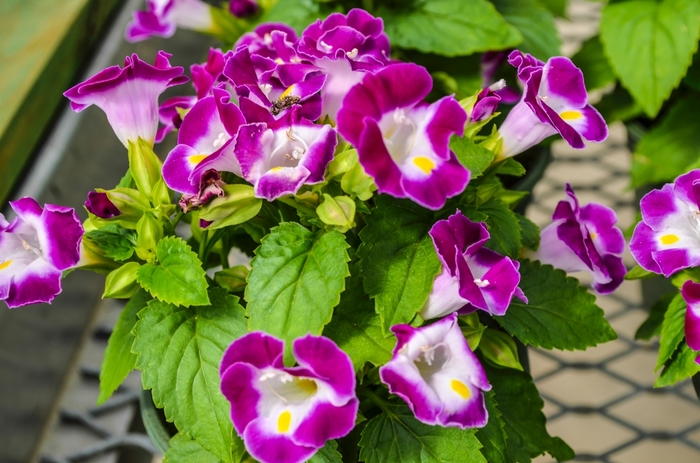 'Kauai Magenta' Wishbone Flower - Torenia fournieri from Milmont Greenhouses