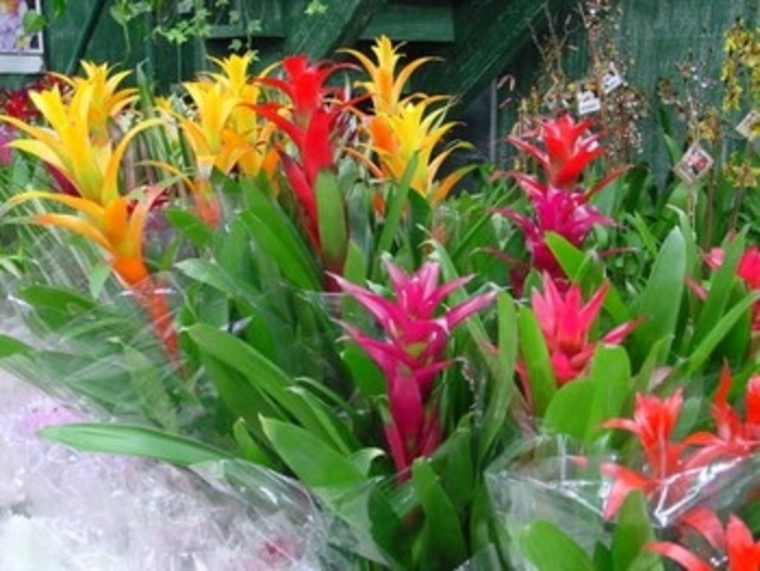Assorted Bromeliad - Guzmania from Milmont Greenhouses Assorted Bromeliad - Guzmania from Milmont Greenhouses