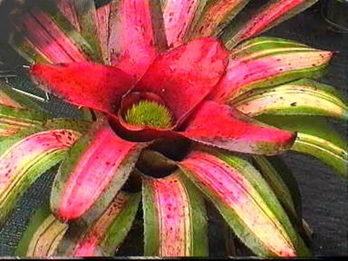 Assorted Bromeliad - Neoregelia from Milmont Greenhouses