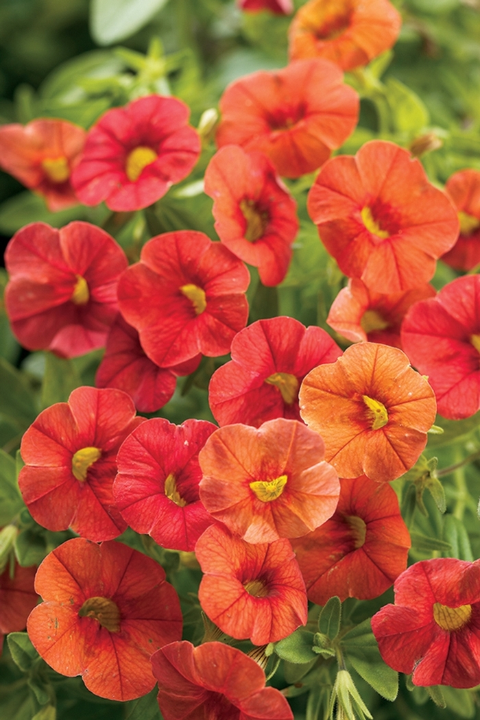 Superbells® 'Dreamsicle®' - Calibrachoa from Milmont Greenhouses Superbells® 'Dreamsicle®' - Calibrachoa from Milmont Greenhouses