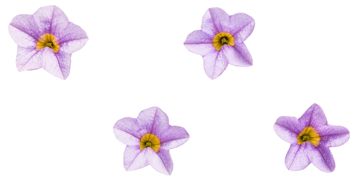 Superbells® 'Miss Lilac' - Calibrachoa from Milmont Greenhouses