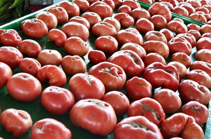 'German Johnson' Tomato - Lycopersicon esculentum from Milmont Greenhouses