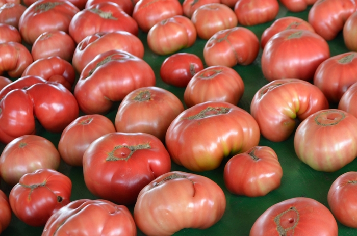 'German Johnson' Tomato - Lycopersicon esculentum from Milmont Greenhouses